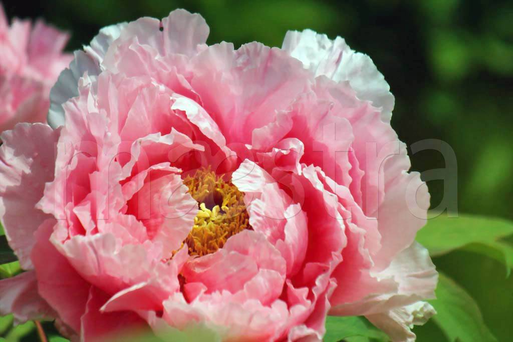 Фотообои Большой розовый цветок