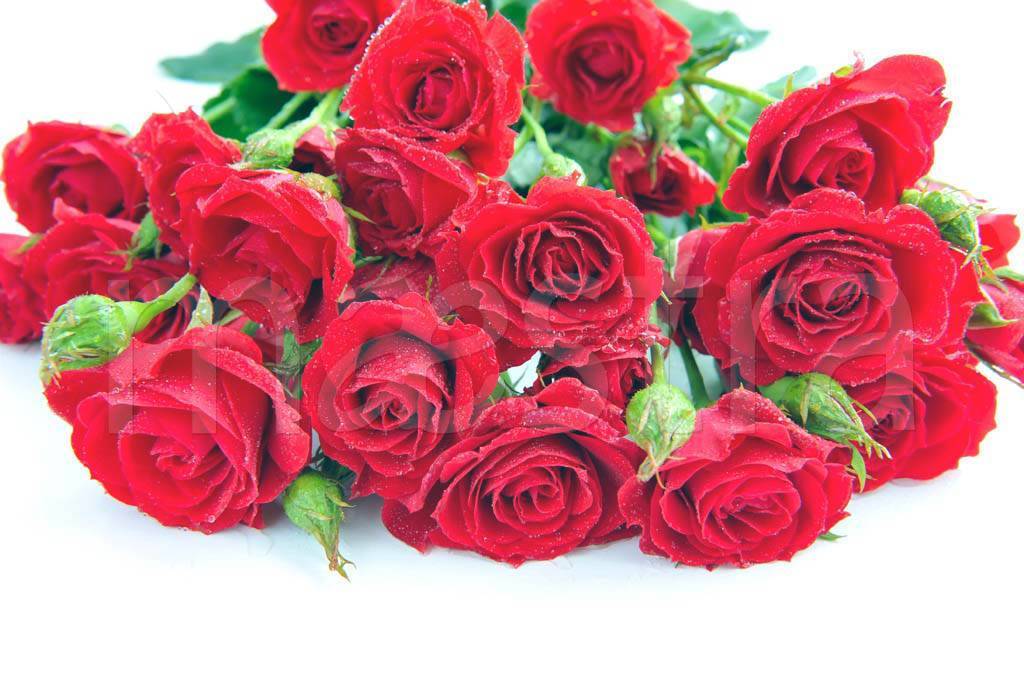 Фотообои Букет красных роз